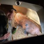 Jeremy Clarkson Instagram - Piglets coming. Minus 5