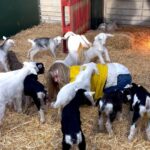 Jeremy Clarkson Instagram - The Diddly Squat goats have some new furniture to climb on.