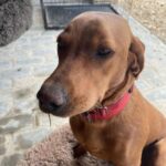Jeremy Clarkson Instagram - Dog: for the hundredth time, I do NOT have a mouse in my mouth.