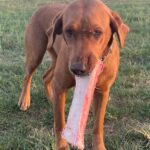 Jeremy Clarkson Instagram - Dogs love it when you are a beef farmer
