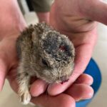Jeremy Clarkson Instagram - Baby hare. Dropped 50 feet by a crow.