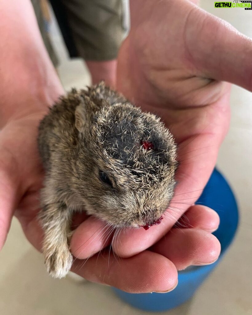 Jeremy Clarkson Instagram - Baby hare. Dropped 50 feet by a crow.