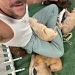 Jeremy Hudson Instagram – My heart has officially melted into a pile of goo loving on these lil babes today…

If I didn’t tour for a living I’d take them all but hey, maybe you can help?

These sweet pups are all up for adoption and needing good homes… if you know anyone that may be interested or want to inquire more

@tappuppyparties <— located in San Diego 😍😍😍 Snapdragon Stadium