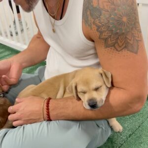 Jeremy Hudson Instagram - My heart has officially melted into a pile of goo loving on these lil babes today… If I didn’t tour for a living I’d take them all but hey, maybe you can help? These sweet pups are all up for adoption and needing good homes… if you know anyone that may be interested or want to inquire more @tappuppyparties <— located in San Diego 😍😍😍 Snapdragon Stadium