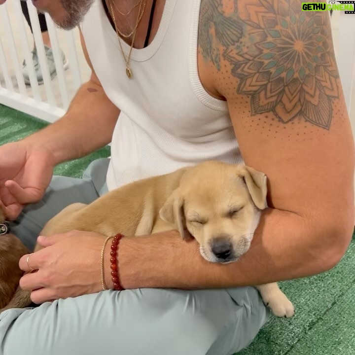 Jeremy Hudson Instagram - My heart has officially melted into a pile of goo loving on these lil babes today… If I didn’t tour for a living I’d take them all but hey, maybe you can help? These sweet pups are all up for adoption and needing good homes… if you know anyone that may be interested or want to inquire more @tappuppyparties <— located in San Diego 😍😍😍 Snapdragon Stadium