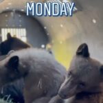 Jeremy Renner Instagram - Mom and Cubs got too friendly and are being relocated ❤️❤️❤️