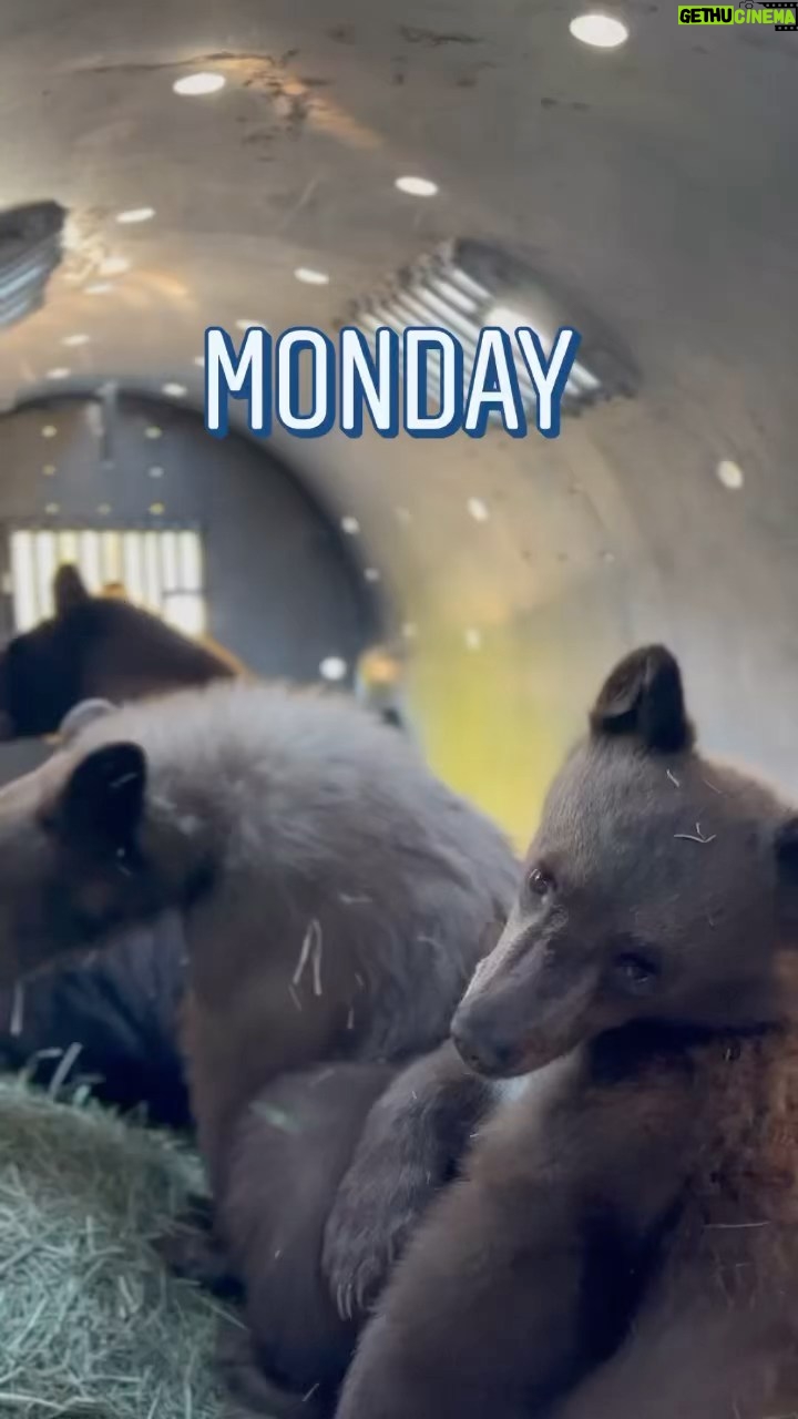 Jeremy Renner Instagram - Mom and Cubs got too friendly and are being relocated ❤️❤️❤️