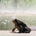 Jeremy Renner Instagram - Happy Frogday the 13th.