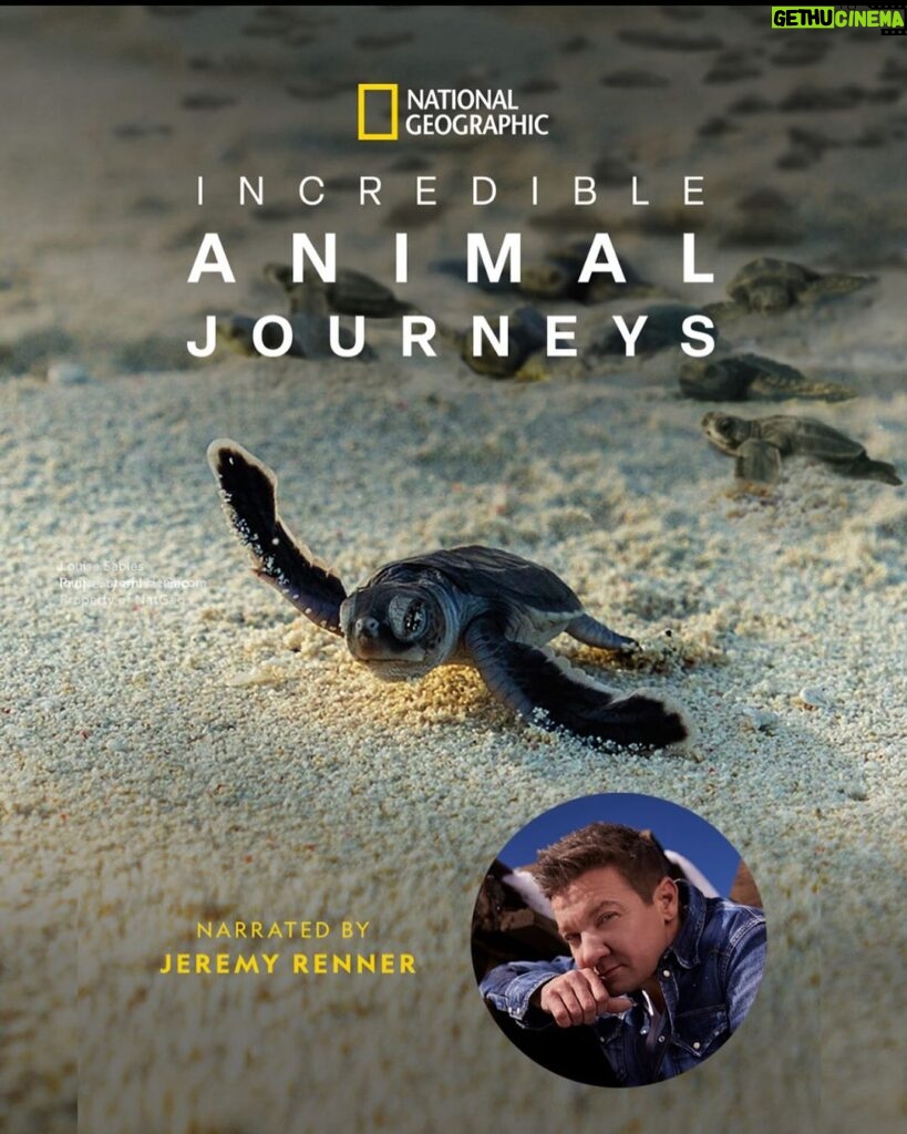 Jeremy Renner Instagram - Big news 🎉 Along with two other wonderful storytellers, I'm thrilled to share I'll be narrating an upcoming natural history series for @natgeotv. Stay tuned for more details and some truly epic wildlife adventures!