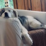 Jes Macallan Instagram - A serious case of the Mondayzzz. 💤 #dogsofinstagram #lazymonday #rainyday #womansbestfriend #hesnotallowedonthefurniture #imasucker Vancouver, British Columbia
