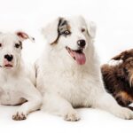 Jes Macallan Instagram - Happy National Dog Day! These sweet pics are oldies but goodies by the lovely @charlienunnphotography I can’t believe our family has another set of little feet now! We finally have an equal number of four legged and two legged kiddos 🤣🐶 🤟@mrnicbishop #nationaldogday #internationaldogday #goodthingscomeinthrees #adogforeverykid #dogsofinstagram #rescuedog #adoptdontshop #rescuedogsofinstagram