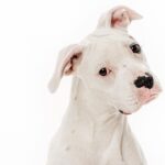Jes Macallan Instagram – Happy National Dog Day! These sweet pics are oldies but goodies by the lovely @charlienunnphotography
I can’t believe our family has another set of little feet now! We finally have an equal number of four legged and two legged kiddos 🤣🐶
🤟@mrnicbishop
#nationaldogday #internationaldogday #goodthingscomeinthrees
#adogforeverykid #dogsofinstagram
#rescuedog #adoptdontshop #rescuedogsofinstagram