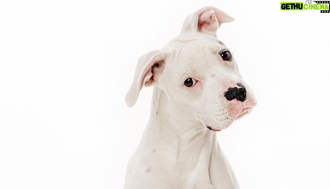 Jes Macallan Instagram - Happy National Dog Day! These sweet pics are oldies but goodies by the lovely @charlienunnphotography I can’t believe our family has another set of little feet now! We finally have an equal number of four legged and two legged kiddos 🤣🐶 🤟@mrnicbishop #nationaldogday #internationaldogday #goodthingscomeinthrees #adogforeverykid #dogsofinstagram #rescuedog #adoptdontshop #rescuedogsofinstagram