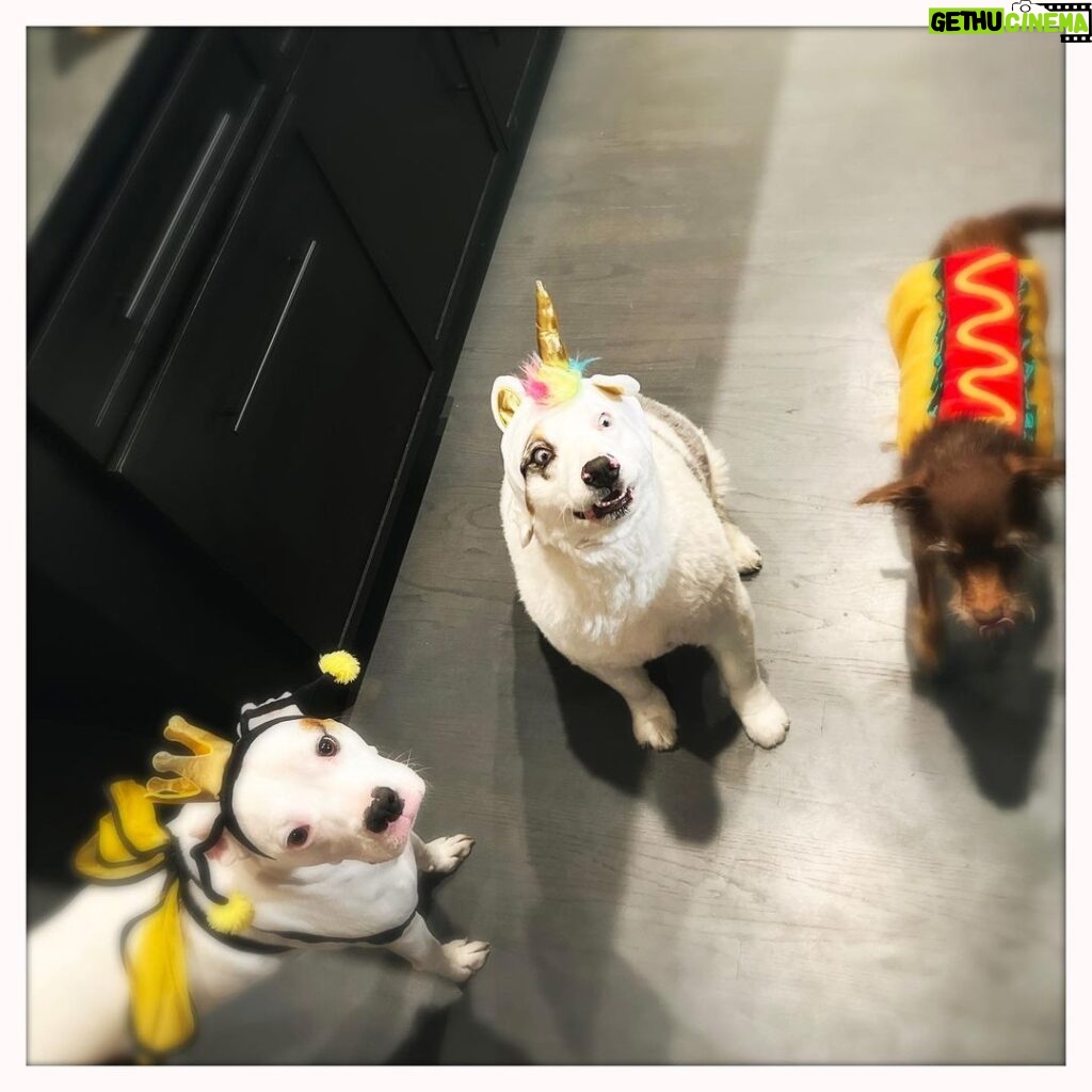 Jes Macallan Instagram - A hotdog, a bee, and a unicorn walk into a bar… and the unicorn has clearly already been drinking. #gohomeunicornyouredrunk