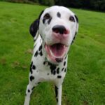 Jess Impiazzi Instagram - Saying goodbye to you was the hardest! The most beautiful boy in the world. 😢 @alexvirley and @mrelk91 took in Bruce after I got divorced and they gave him the most amazing life and I got to see him and have him stay at mine all the time! He got poorly recently and lost the ability to walk and other complications and Bruce had to be put to sleep. We were there with him holding his paws 🐾 Alex and Tom, you guys are the best and Bruce was one lucky guy getting to live with you! We will all miss him dearly! Rest well Bruce you hugged me through so much 🐾❤️
