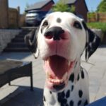 Jess Impiazzi Instagram - Saying goodbye to you was the hardest! The most beautiful boy in the world. 😢 @alexvirley and @mrelk91 took in Bruce after I got divorced and they gave him the most amazing life and I got to see him and have him stay at mine all the time! He got poorly recently and lost the ability to walk and other complications and Bruce had to be put to sleep. We were there with him holding his paws 🐾 Alex and Tom, you guys are the best and Bruce was one lucky guy getting to live with you! We will all miss him dearly! Rest well Bruce you hugged me through so much 🐾❤️