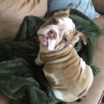 Jess Varley Instagram - And then there was Buddha! 🐶