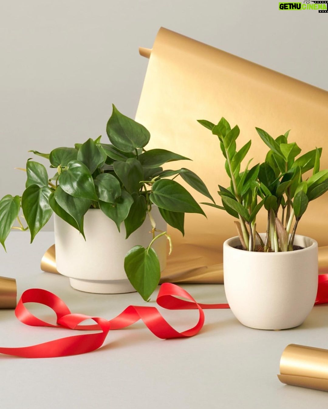 Jessica Alba Instagram - #SmallBusinessSaturday x gift guide edition 🎁 Featuring a handful of dope last minute gifting ideas - whether you’re finishing up your holiday shopping or need a secret santa gift, this roundup has a lil something for everyone 💫 @grlcollective @earthycorazon @drinkghia @gabbybernstein @karmaandluck @bandolierstyle @stonehollowfarmstead @littlewordsproject @thesill @mybearaby As always, check them out and comment some of your faves below! ❤️