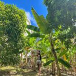 Jessica Allain Instagram - Picking fruit in our garden this morning St. Lucia