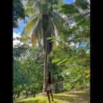 Jessica Allain Instagram - Picking fruit in our garden this morning St. Lucia