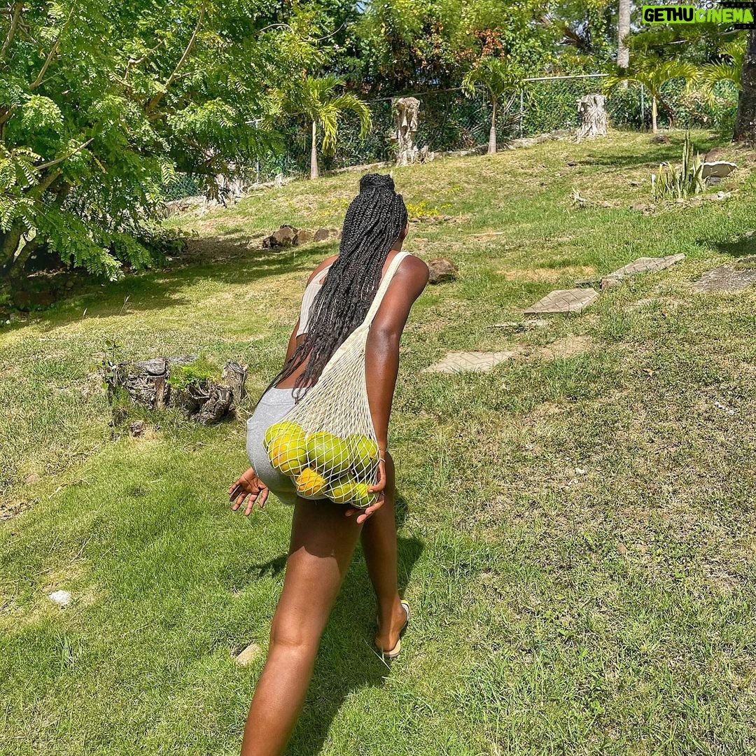 Jessica Allain Instagram - Picking fruit in our garden this morning St. Lucia