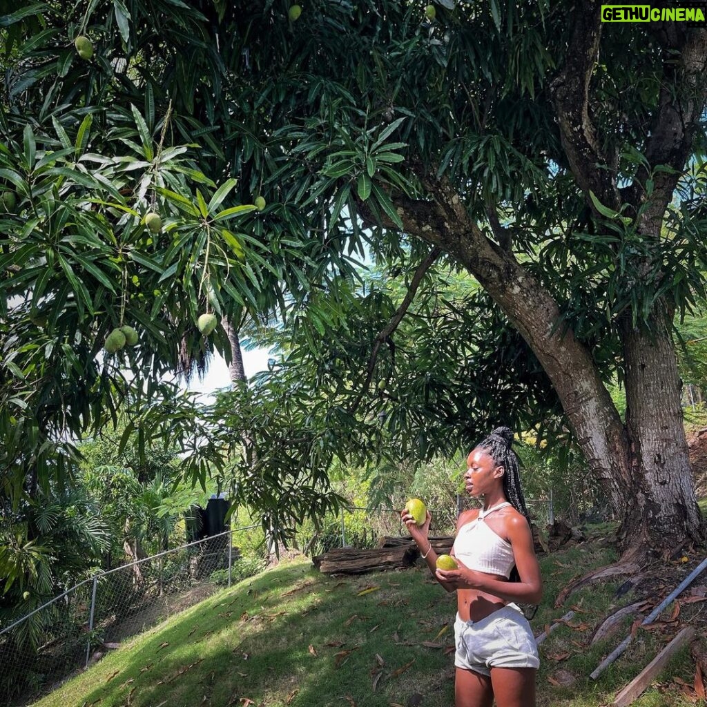 Jessica Allain Instagram - Picking fruit in our garden this morning St. Lucia