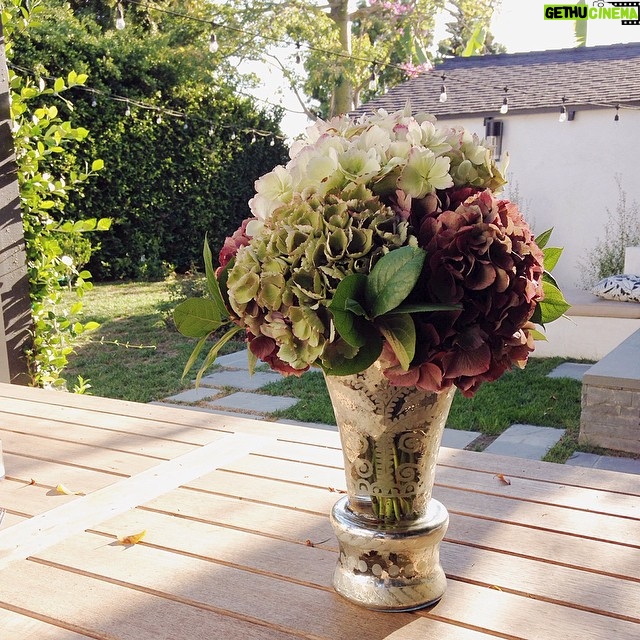 Jessica Lucas Instagram - Good Morning Everyone! #nofilter #riseandshine #hydrangeas