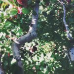 Jessica Lucas Instagram - Do you see? #fallinboston #applepicking