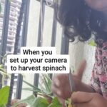 Jhansi Instagram - I thought I pressed the record button but realized that it was at the wrong moment. The actual activity wasn't captured. What the palak..! I am just as happy as the bunch of fresh spinach 😊 #homegrown #kitchengarden #balconygarden #spinach #harvest #reelgonewrong