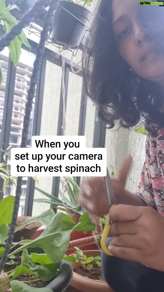 Jhansi Instagram - I thought I pressed the record button but realized that it was at the wrong moment. The actual activity wasn't captured. What the palak..! I am just as happy as the bunch of fresh spinach 😊 #homegrown #kitchengarden #balconygarden #spinach #harvest #reelgonewrong