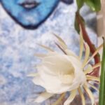 Jhansi Instagram - #Brahmakamal bloom. 2 yrs of waiting. Single leaf to twin flowers. I am blessed 🙌