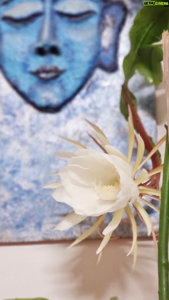 Jhansi - 3.5K Likes - #Brahmakamal bloom.
2 yrs of waiting. Single leaf to twin flowers. I am blessed 🙌