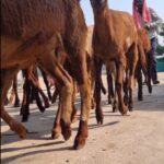 Jhansi Instagram – A HERD means …
All sizes Genders and Abilities .
Today’s Lesson..
Learn to live with differences 
#equality