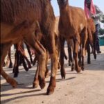 Jhansi Instagram - A HERD means ... All sizes Genders and Abilities . Today's Lesson.. Learn to live with differences #equality