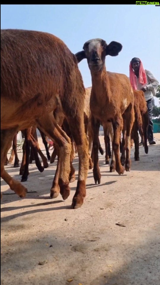 Jhansi Instagram - A HERD means ... All sizes Genders and Abilities . Today's Lesson.. Learn to live with differences #equality
