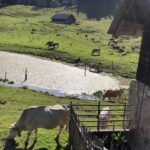 Jiřina Daňhelová Instagram - Juliana trail jsem si vybrala za prvé proto, že jsem chtěla na chvíli do kouzelnýho světa s minimem lidí, za druhé se na začátek dá dojet vlakem a za třetí je jeho trasa oficiálně zapsaná teprve od roku 2019. Tudíž pravděpodobnost , že na něm potkáš desítky influencerů živě streamujících svou “duchovní proměnu” na sítě, je tímpádem nulová. (Promin Compostelo. Třeba jindy.🔆) Jde o 270 km dlouhej trek kolem Triglavskýho národního parku ve Slovinsku. Zažiješ křišťálový tůňky, jezera, dravý říčky, překrásný vodopády, malovaný včelíny, babičky co neuměj anglicky ale uměj skvělý sýry, lesy jak v Jurským parku, spoustu perníkových chaloupek, krávy, ovce, dolinky, květinový pole a když pujde kolem Frodo Pytlik, pozdravíš jako starej známej. Trasa je řazená jako mírně náročná, takže pokud půjdeš poslušně po cestě, čeká tě nejvyšší bod 1326 m.n. m. Ale pokud jsi jako já, nikdy neuděláš nic podle návodu, chceš do horskýho sedla, ke skalním štítům a prostě kam se ti zamane, mužeš si vyšplhat co je ti sympatický a ocitnout se ve 2500 jen ty a vítr a pak se zase vrátit na poklidnou procházkovou trať jakoby nic. Pokud jsi poslušná/ý pujdeš každý den 20km do dalšího stanoviště kde se ubytuješ a rano vyrazíš znovu na další etapu cesty. Méně poslušní jedinci, si to kempnout na pět nocí sami u lesa mimo civilizaci dokud nazačnou povodně. ( 🙈 )Tuto variantu vřele nedoporučuji slabším povahám protože z lesa se vnoci stavá záhada Blair Witch lusknutím prstu a tobě může hrábnout než bys řekl švec. Byl by to takovej kurz práce s myslí zadarmo ale ja jsem samozřejme spala v hotelech. Proto ten stan. Haha. Přikládám vám sem odkaz kterej vám celou cestu podrobně představí a vy prostě jen sbalíte to nejnutnější a vyrazíte na chvíli do Narnie : https://www.svetoutdooru.cz/hory/prechod-juliana-trail/ #zpatkykezdroji #270km #11dní ✅