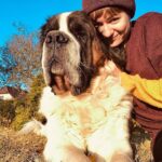 Jiřina Daňhelová Instagram - Jako Churchil ! Sir Winston Churchill! Mít za celej život alespoň jednoho bernardýna přeji každému z celého širokého světa. Otevře vám srdce, zalije ho medem a bude ho strážit do útoku první myši ! Bude předstírat že si nevšimnul foťaku , a tak se jen náhodou zahledí do dálky. Bude vás milovat. Bude plnit pouze 5% povelů s dvouminutovým zpožděním. Hlavu k vám bude otáčet jen proto, abyste si ji mohli pomalu prohlídnout v celé své kráse. Bude vonět jako štěne i v dospělosti. Naučí vás žít. Užívat si. Vybírat si. #podzim2021🍁🍃🍂❤️ Terapeutické centrum U sebe