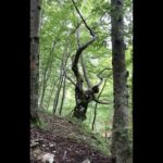 Jiřina Daňhelová Instagram - Juliana trail jsem si vybrala za prvé proto, že jsem chtěla na chvíli do kouzelnýho světa s minimem lidí, za druhé se na začátek dá dojet vlakem a za třetí je jeho trasa oficiálně zapsaná teprve od roku 2019. Tudíž pravděpodobnost , že na něm potkáš desítky influencerů živě streamujících svou “duchovní proměnu” na sítě, je tímpádem nulová. (Promin Compostelo. Třeba jindy.🔆) Jde o 270 km dlouhej trek kolem Triglavskýho národního parku ve Slovinsku. Zažiješ křišťálový tůňky, jezera, dravý říčky, překrásný vodopády, malovaný včelíny, babičky co neuměj anglicky ale uměj skvělý sýry, lesy jak v Jurským parku, spoustu perníkových chaloupek, krávy, ovce, dolinky, květinový pole a když pujde kolem Frodo Pytlik, pozdravíš jako starej známej. Trasa je řazená jako mírně náročná, takže pokud půjdeš poslušně po cestě, čeká tě nejvyšší bod 1326 m.n. m. Ale pokud jsi jako já, nikdy neuděláš nic podle návodu, chceš do horskýho sedla, ke skalním štítům a prostě kam se ti zamane, mužeš si vyšplhat co je ti sympatický a ocitnout se ve 2500 jen ty a vítr a pak se zase vrátit na poklidnou procházkovou trať jakoby nic. Pokud jsi poslušná/ý pujdeš každý den 20km do dalšího stanoviště kde se ubytuješ a rano vyrazíš znovu na další etapu cesty. Méně poslušní jedinci, si to kempnout na pět nocí sami u lesa mimo civilizaci dokud nazačnou povodně. ( 🙈 )Tuto variantu vřele nedoporučuji slabším povahám protože z lesa se vnoci stavá záhada Blair Witch lusknutím prstu a tobě může hrábnout než bys řekl švec. Byl by to takovej kurz práce s myslí zadarmo ale ja jsem samozřejme spala v hotelech. Proto ten stan. Haha. Přikládám vám sem odkaz kterej vám celou cestu podrobně představí a vy prostě jen sbalíte to nejnutnější a vyrazíte na chvíli do Narnie : https://www.svetoutdooru.cz/hory/prechod-juliana-trail/ #zpatkykezdroji #270km #11dní ✅