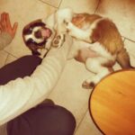 Jiřina Daňhelová Instagram - Březen jsem strávila péčí o velmi blízkýho člověka v nemocnici. V dubnu jsme se tiše radovali, že se to zvládlo a mě došlo, jak je strašně důležitý, aby to okolí pacienta mentálně nevzdalo. Už tohle přišlo v době, která byla daleko za hranou toho, čemu jsem říkala ,,mám se fajn”… Tlak všude kolem a udalosti posledních měsiců mě zmenšily na číslo 44kg. Já vím. Nejedná se ale o to, co vás napadne jako první, nicméně příčiny, průběh a výsledky jsou podobny. Ocitla jsem se v kruhu, ze kterýho se mi nedaří vystoupit a soudě podle očí do kterych se často dívám, odhaduju že je nás spousta kdo jsme se z těch extrémních dvou let doteď nevzpamatovali….? Právě proto jsem ti tolik rozumněla, když ti všichni po operaci žaludku nutili jidlo a tys ho nechtěl. Citlivější bytosti se totiž neladujou jen tak pro nic za nic čímkoliv co se namane, ale jidla si cení, užívají si ho, jsou za něj vděčný a jedí vědomně, zpravidla když mají spojenou náladu s chutí. To teď nebyl tvůj případ a dlouhodobě ani muj. Ještě v uterý jsem za tebou byla na klinice a viděla jsem, jak tomu nerozumíš, proč jsme tě nechali v chemicky smradlavým místě, kde je spoustu injekcí a bolavých, odevzdaných kožíšků. Brals to tak, že ti tam lidi ubližujou. Rezignovaně jsi to přijal, mě to trhalo žíly ale věděla jsem, že potrebuješ výživu 24/7 abys to zvládnul slibovala jsem si, že si to vynahradíme! Nevynahradili. Předevčírem jsi kvůli neurotickym problemům začal v kleci štěkat do rohu a už nešlo ignorovat to blbý tušení který všichni kromě mě už týden přiznávali. Teď jedu za tebou na vikend abych s tebou byla až to budeš chtít vzdát, ale jedu pozdě. Nestihla jsem se rozloučit. Byls utracenej. Byla to vpodstatě otázka pár hodin. Kde je hranice toho, kdy už je to vysvobozeni a kdy ještě ne, si zvířata sama neřeknou, jen věřím, že to věda odhadla správně. Citilia jsem to pochopitelne jinak než veterinář. Ája od Fíka už teda nebudu. Malá Emily topící se v bazéně, kterou zachraňuješ ve filmu Beethoven, ani Atrey kterýho Falco vytáhl na poslední chvíli z bahna v Nekonečným příběhu taky ne. Deset let bylo strašně málo pro nás dva. Za mý zlomený srdce doteď nikdo kromě Tebe nestál.