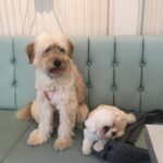 Ji Woo Instagram - 모모랑 순이 🐶🐶🐶🙈🙉
