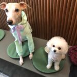 Ji Woo Instagram - 샐리랑 모모에요~🐶