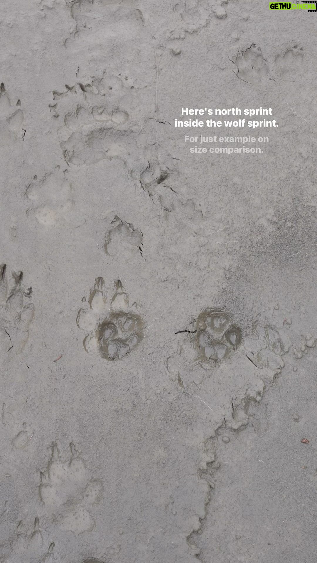 Jim Baird Instagram - Big shoes to fill… Norths footprint is just half the size of this wolf print we saw in Northern BC. #wolfprint #wolfprints #wildlife #animaltracks #animalprints #wolftracks #wolfvshusky #husky #siberianhusky #northernbc #alaska #stikineriver #adventurefamily #adventuredogs Stikine River