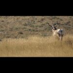 Jim Baird Instagram - This is one of about 20 Pronghorn Antelope that @torigoesoutside and I saw as we drove across Canada’s southern planes. They’re colloquially called antelopes however the pronghorn’s closest living relatives are the giraffe and okapi. Having evolved to outrun the now-extinct American Cheetah, the Pronghorn is the second fastest animal in the world next to modern day Cheetahs which range across most of Africa. The American cheetah became extinct about 10 to 12,000 years ago. #jbadventurer #wildlifefacts #pronghorne #antelope #greatplanes #transcanadahighway Cypress Hills, Sask