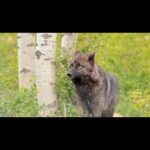Jim Baird Instagram - We’re all back safe and sound from our cross Canada adventure into Alaska after traveling and camping out for over a month. I’m starting to go through footage from our trip which included exploring remote mountain roads and canoeing the Stikine River! Here’s a shot that stands out, it’s a rare sighting of a black wolf that @torigoesoutside and I saw off Northern BC’s Cassiar Highway. I’m excited to share some more great stuff over the coming days / weeks. Stay tuned! #jbadventurer #wolf #thebestplaceonearth #BC #rarewildlifesighting #overlanding #camping #canoeing Northern British Columbia