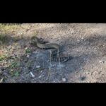 Jim Baird Instagram - I had no idea there were Rattlesnakes this big around here! We came across this Western Rattlesnake not too far from Penticton, British Columbia yesterday. Their venom isn’t as deadly as the rattlesnakes in the American Southwest and they are protected and rare here in the arid Okanagan Valley. So, seeing one this big is rare. #rattlesnake #okanaganvalley #wildlife #reptile #outdoors #hiking