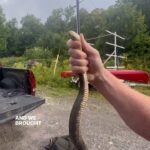 Jim Baird Instagram - I had to call in reinforcement for this one… I wouldn’t say I’m afraid of snakes but I also wouldn’t say I’m not afraid of snakes. 🤷🏽‍♀️ For all my snake people, was this a water snake? Was it likely a male or female and how can you tell? #snakes #watersnake #ontariosnakes #snakesinontario #snakerescue #rescuingsnakes #savingsnakes #ruralliving Magnetawan, Ontario