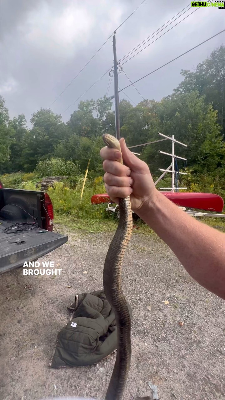 Jim Baird Instagram - I had to call in reinforcement for this one… I wouldn’t say I’m afraid of snakes but I also wouldn’t say I’m not afraid of snakes. 🤷🏽♀️ For all my snake people, was this a water snake? Was it likely a male or female and how can you tell? #snakes #watersnake #ontariosnakes #snakesinontario #snakerescue #rescuingsnakes #savingsnakes #ruralliving Magnetawan, Ontario