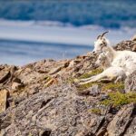 Jim Baird Instagram - New video up! (Link in bio). In this one, I plot my route up Netro Mountain and share how I prep for a big solo high while all alone in a remote area. I then head up the mountain and the gas are tough but I get lucky and find a Dall’s Sheep trail when nearing the top. Wild blueberries and delicious mountain run off water are on the menu this day too. Check it out and enjoy! #jbadventurer #outdoors #mountainclimb #trekking #yukon #hiking #camping The Yukon