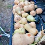 Jim Baird Instagram - As much as I like travelling on adventures, it’s great to get home after a long one. Yesterday we harvested our winter squash, along with our remaining pole beans, and we put some corn up to dry. It was a near perfect day and we took advantage of the unseasonably warm weather. We have a lot of squash to eat and will spend some time blanching and freezing what we can’t eat in the short term. #jbadventurer #homesweethome #harvest #wintersquash #indiancorn #fall #homested #vegitsblegarden Magnetawan, Ontario