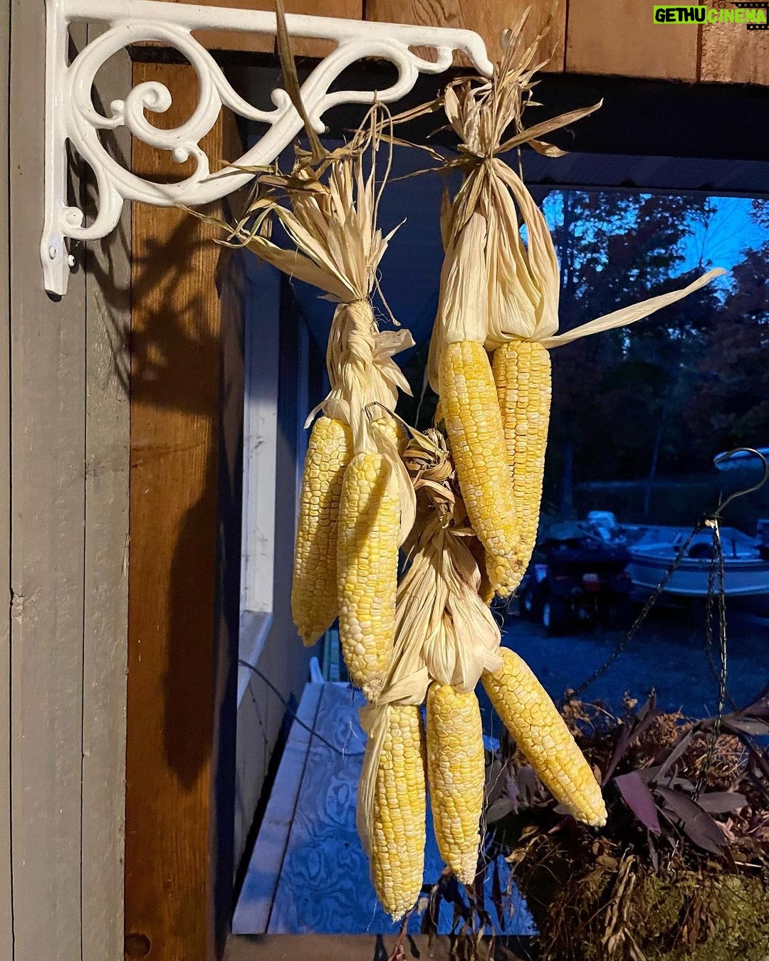 Jim Baird Instagram - As much as I like travelling on adventures, it’s great to get home after a long one. Yesterday we harvested our winter squash, along with our remaining pole beans, and we put some corn up to dry. It was a near perfect day and we took advantage of the unseasonably warm weather. We have a lot of squash to eat and will spend some time blanching and freezing what we can’t eat in the short term. #jbadventurer #homesweethome #harvest #wintersquash #indiancorn #fall #homested #vegitsblegarden Magnetawan, Ontario